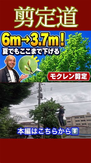 ６Mから3.7Mに【モクレン剪定】小さくする #庭木の管理 #庭作業 #剪定方法 #樹高を下げる #庭木の手入れ #庭木の剪定 #初心者