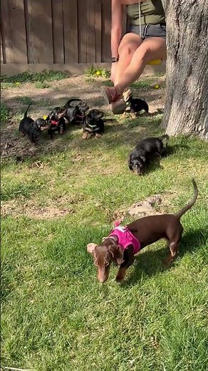 Bella's Dachshund Puppies playing outside on Monday Afternoon