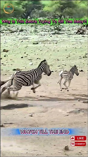 Why Is This Zebra Trying to Kill the Baby?! Mom Fights for Her Life