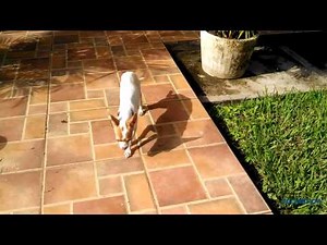 Motorola Atrix HD 1080p Video Sample | Pocketnow