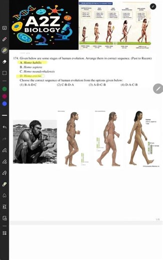 NEET PYQ /12th mcq human evolution