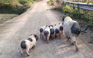 这就是猪妈妈带娃！娃丢了都不知道