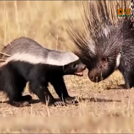 208K views · 3.3K reactions | Reseña del mundo animal 19 | El mundo animal | Facebook