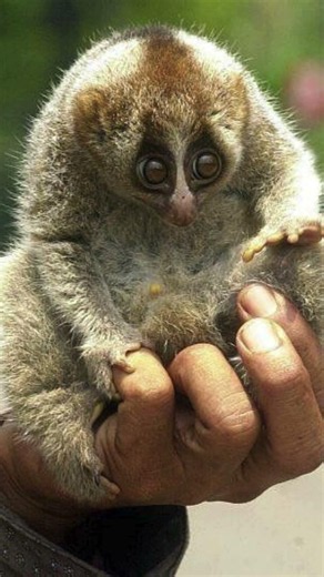 Meet Madagascar's Famous Tree Acrobat