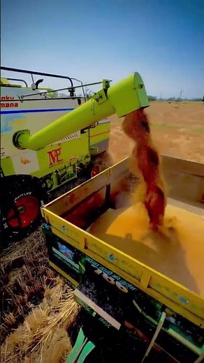 Vishal 435 Brisk Plus in Wheat Field | Vishal 435 Combine Harvester Working Video 2026