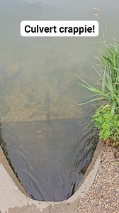There was a pile of them! #fishing #springtime #outdoors #fish #crappiefishing #crappie #onthemove | TUT Outdoors