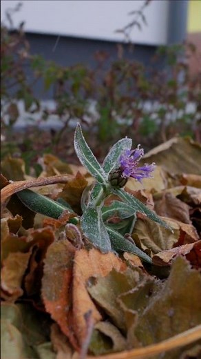 What to do with Fallen Leaves | Garden winter prep