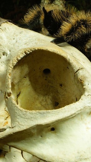 Tarantula Skull Loop. #spider #pettarantula #tarantulakeeper #tarantula #skull | The Tarantula Collective