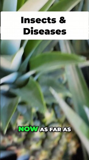 How to Stop Pineapple Rot & Fungus Organically 🍍✨