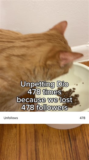 Follow @kitty.dio to repet Dio