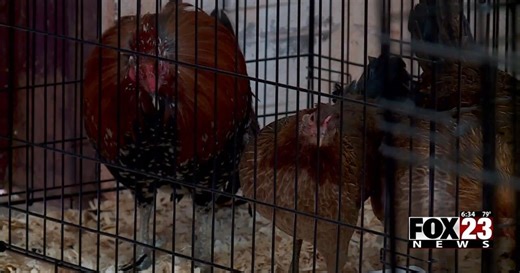 In Depth: Group says leaders of OK Gamefowl Commission caught on camera at illegal cockfight