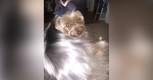Pet owner mourning the loss of her Yorkie loses $500 in puppy scam