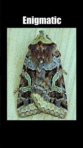 Moths that are ACTUALLY REAL ... but two !!