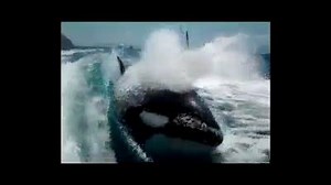 30K views · 858 reactions | Orca whales are filmed keeping up with a speed boat in the Pacific, playing in the wake of the boat, and it's an awesome sight! | Scuba Diving Universe | Facebook