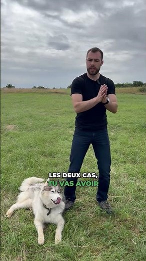 Les huskys sont trop compliqués!