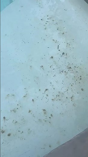Removing pool stains-the secret they don’t want you to know.