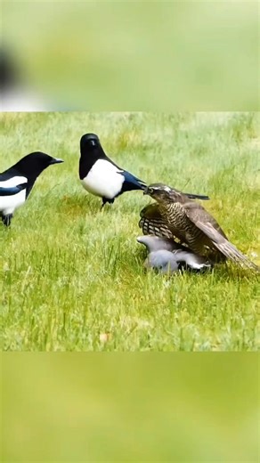 Sparrowhawk vs. Fearless Magpie: Strength vs. Courage 😭🔥#shorts #ytshorts #facts #wildlife #story...