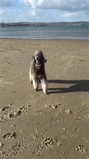 Poodle elegance - dancing at the beach🐩🐩