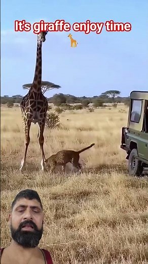 giraffe attack leopard cry 🐆 #wildlifeentertainment #animals #animallife #wildanimals