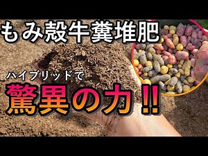 基本は土づくり！連作障害を防ぐもみ殻牛糞堆肥の使い方【水はけの悪い粘土質の畑を土壌改善】
