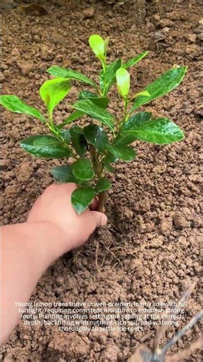 Lemon Sapling: Hopes for Blooms & Fruits🌱