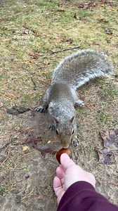 Do squirrels like chestnuts?🌰🐿️ #squirrelwhisperer #squirrel #catch #nuts #squirrelcatch #MamaSquirrel #amazing #amazinganimals #aww #cute #cuteanimals #wildanimals #wildlife #nature #squirrellove #animallover #backyardwildlife #connectwithnature #melgsbackyard #melgsbackyardsquirrelling | Melanie Getchell