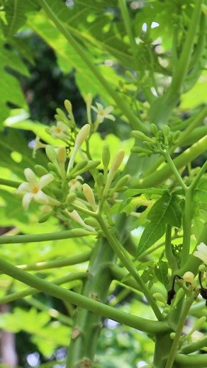 2.1M views · 46K reactions | পেঁপে ফুল ফেলবেন না, এ ফুল রোগের বিরুদ্ধে নীরব যোদ্ধা! #PapayaFlowerBenefits #NaturalHealing #HerbalMedicine #HealthTips | VASA Media | Facebook