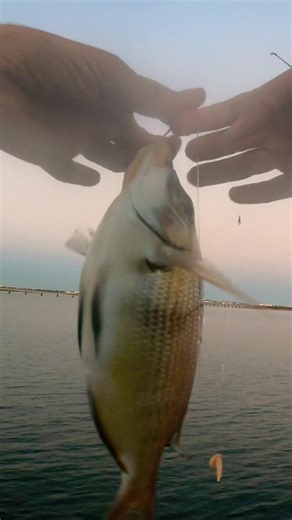 Scup Fishing: Porgy Jigging Trick #scup #jiggingfishing #porgy #scupfishing #porgies #jigging #jig