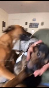 What da dogs doin | King Bach