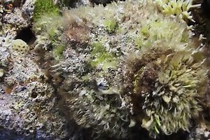 429K views · 11K reactions | Stonefish - [ हिन्दी डॉक्यूमेंट्री ] #nature #stonefish #documentary #discovery #wildworlddocumentary | Wild World | Facebook