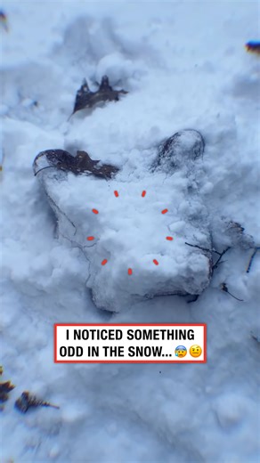 What did I just find 😨❄️ #alien #weird #creature | LADbible