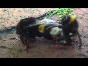 Bumblebee Sex - Mating Bumblebees