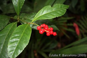 Chloranthaceae - Alchetron, The Free Social Encyclopedia
