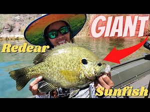 Monster Shellcracker Fishing | UNBELIEVABLE SUNFISH #fishing #redear #sunfish