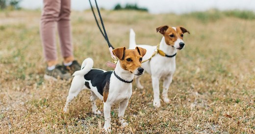 Alabama Rot - symptoms of deadly dog disease as cases surge in UK