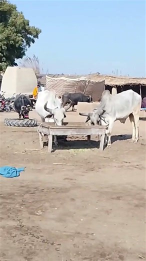 Pakistan Hindu village wedding || Vegetarian food program in hindu wedding 🇵🇰