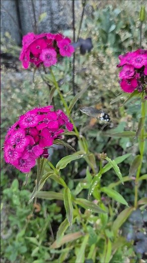 Taubenschwänzchen #taubenschwänzchen #insektenfreundlich #gartenliebe