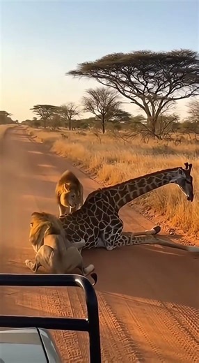 Epic Lion Takedown! #wildlife #safari #nature #lions #animals