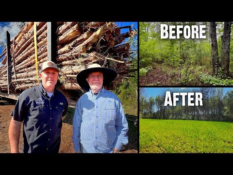 Logging Pines - Fast Progress in Georgia - Landowner getting it done!