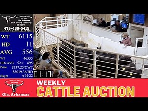 Sale Ring Action in Central Arkansas | Ola Livestock Auction | Jan 20, 2026