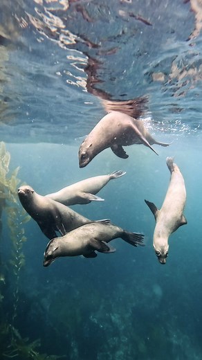 Channel Islands: America's Least Visited National Park's Secret Ecosystem
