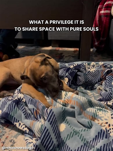 Can’t hang out, I’m busy… dog stuff. #dogs