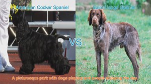 American Cocker Spaniel vs. Saint-Usuge Spaniel: A Breed Comparison