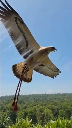 EAGLE FLIES FREE 🦅 From Indoors to the Wild 🌍 Unreal Moment!