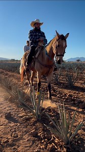 16K views · 115 reactions | En este parador turístico se grabaron escenas de la novela Destilando Amor (La Gaviota) te puedes tomar la foto y montar a caballo también disfrutar de un buen Cantarito | El Mosco | Facebook