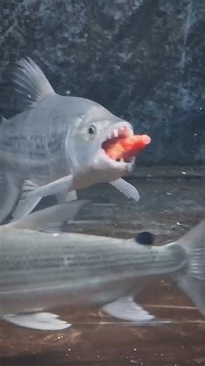 96K views · 742 reactions | Hydrocynus goliath, also known as the goliath tigerfish, giant tigerfish, or mbenga, is a very large African predatory freshwater fish of the family Alestidae. #monsterfish #fishing #aquarium | Hendrix backyard TV | Facebook