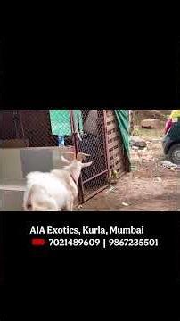 Khilji Saanen Goat, Sired by Simmba at AIA Exotics Mumbai