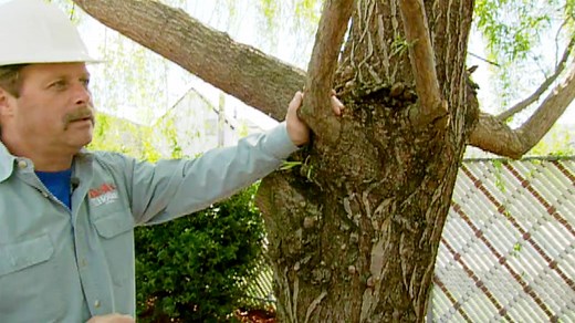 How to Prune a Large Tree