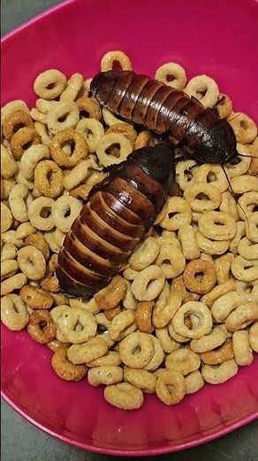 Multigrain Cheerios are 🔥 -E&G