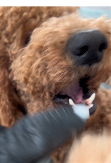 Gorilla and Dog